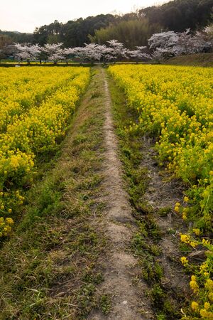 Agricultural road with cherry blossoms and rape blossomsの写真素材