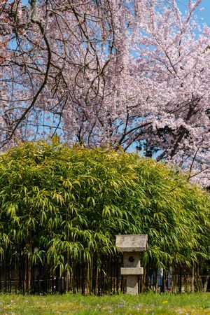 Sakura blossoms, green trees and stone buildingsの写真素材