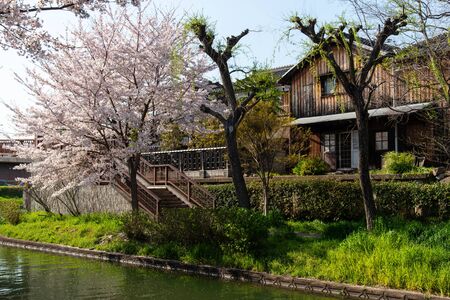 Old wooden building and cherry blossomsの写真素材