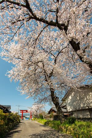 Red shrine building and cherry blossomsの写真素材