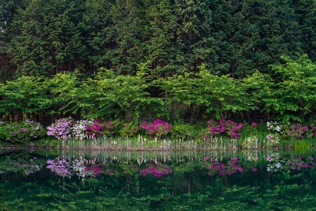 Fresh green and azalea flowers reflected in the pond