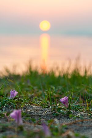 Orange sunrise and purple flowers blooming on Lake Biwa and on the beachの写真素材