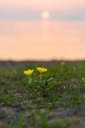 Orange sunrise and yellow flowers blooming on Lake Biwa and on the beachの写真素材