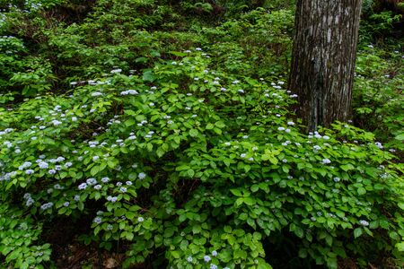 Hydrangea blooming around old tree trunkの写真素材