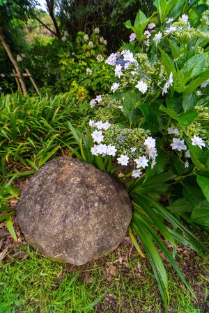 Blossoming white hydrangea flowers and ground stonesの写真素材