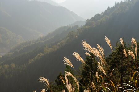 Mountains blurred by the ears of pampas grass and morning mistの写真素材