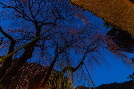 The sky at dawn and the roof and cherry blossoms of Japanese architectureの写真素材