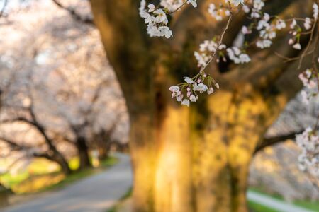 Cherry blossom trail shining in the morning lightの写真素材