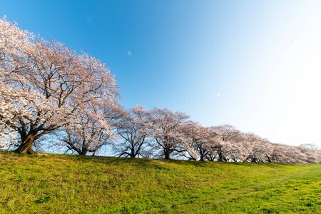 Blue sky, row of cherry trees and green riverbankの写真素材