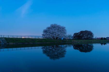 Blue sky at dawn and cherry blossoms reflected in the pondの写真素材