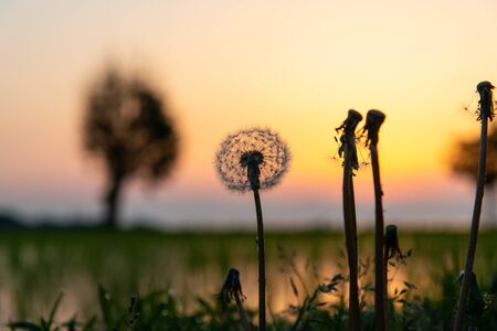 Orange sky and dandelion at dawnの写真素材