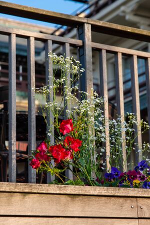 Flowers blooming on a lattice railingの写真素材