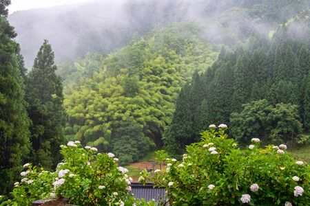 Haze and white hydrangea blossoms in the mountainsの写真素材
