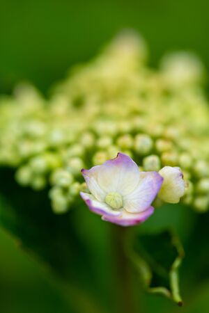 Hydrangea blooming white and pink flowersの写真素材