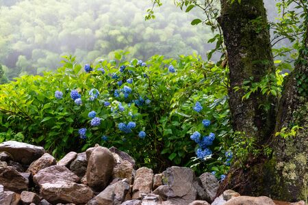 Mist, tree trunk and hydrangea in the mountainsの写真素材
