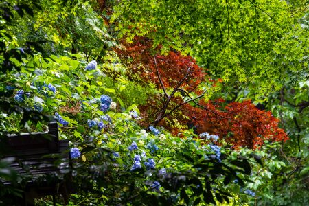 Hydrangea flowers and fresh green and red leavesの写真素材