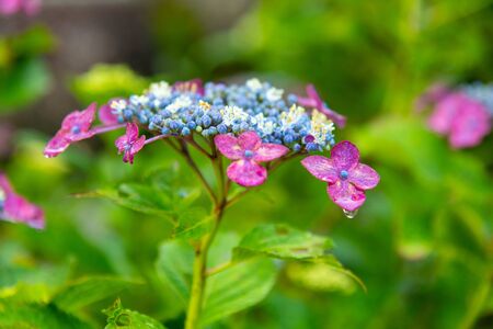 Hydrangea with blue center and pink surroundingの写真素材