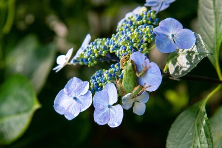 Green frog with blue hydrangea flowerの写真素材