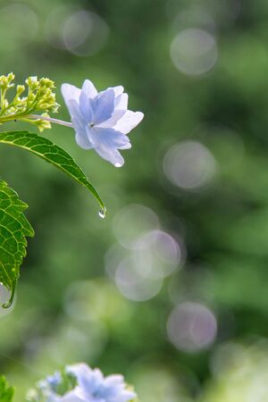 Light background with blue hydrangea flowers