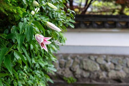 Lily flower and stone wallの写真素材