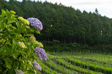 Paddy field and purple hydrangeaの写真素材