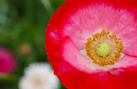 Red flower in yellow middleの写真素材
