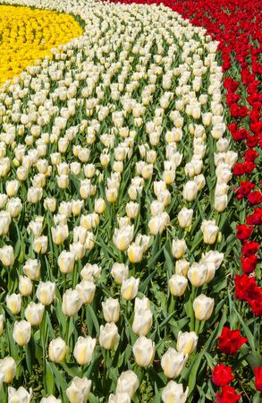 Red, white and yellow tulips lined up beautifully.の写真素材