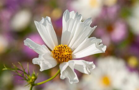 White autumn cherry blossoms in the sunshineの写真素材