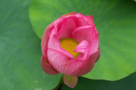 A lotus flower that is yellow in the center and red around it.の写真素材