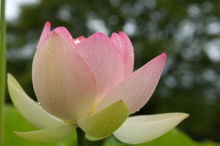 Lotus flowers colored like fruit peachesの写真素材