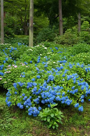 Blue hydrangeas in dense bloom.の写真素材