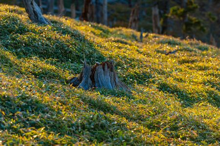 Mountain trees with long shadows in the morning lightの写真素材