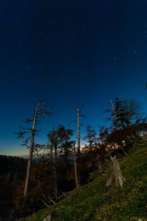 Blue sky at dawn and trees in the mountainsの写真素材