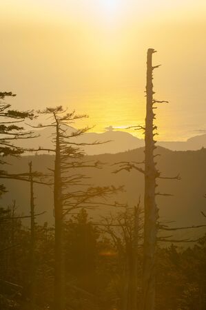 The orange sun, sea and tree trunks.の写真素材