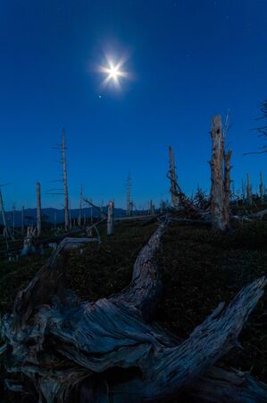 Blue sky at dawn, trees in the mountains and the moonの写真素材