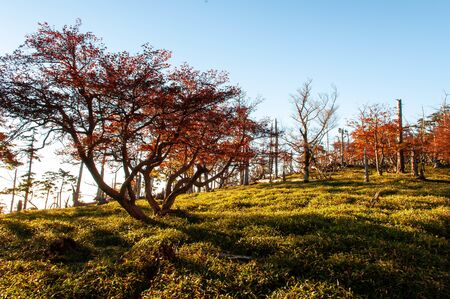 Autumn leaves in long shadows in the morning sun.