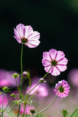 The pink cosmos blooms in front of a black background.の写真素材