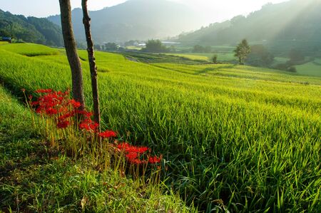 The higanbana flowers that bloom around the rice paddies of a farming village in Naraの写真素材