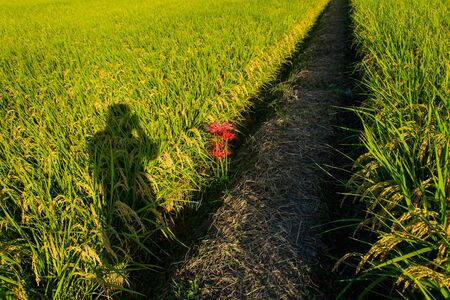 Cluster amaryllis and shadow of photographerの写真素材