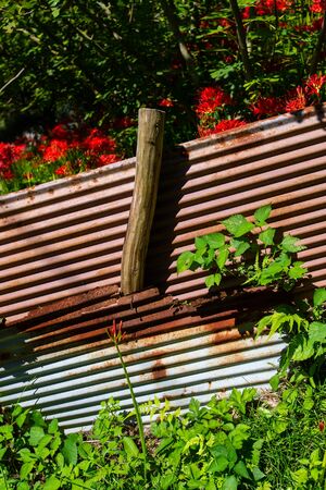 Cluster amaryllis blooming behind a fence of galvanized ironの写真素材