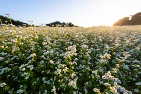 Soba flowers in the morning, taken with a wide-angle lensの写真素材