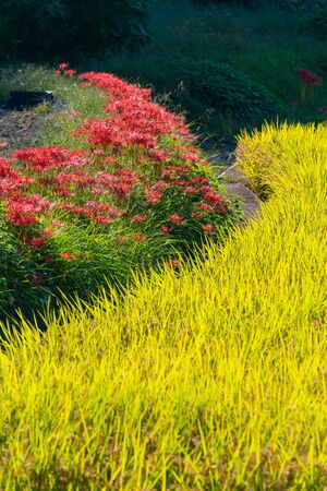 Rice field curve and cluster amaryllisの写真素材