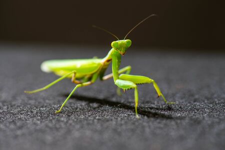 Praying mantis with the light shining from directly aboveの写真素材