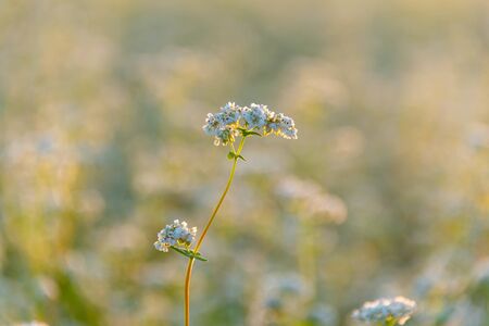 Soba flowers shine in the sunshine.の写真素材