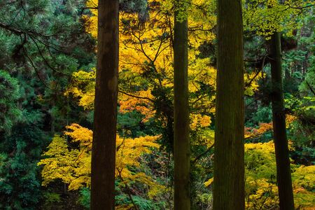 Fall foliage behind an old straight tree trunkの写真素材