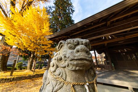 A stone statue of a dog and a yellow-colored ginkgo treeの写真素材