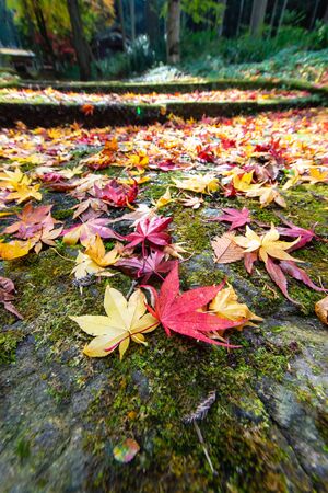 Red and yellow deciduous leaves on the stone stepsの写真素材