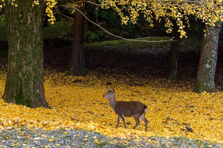 A deer walking on a lot of fallen ginkgo leavesの写真素材