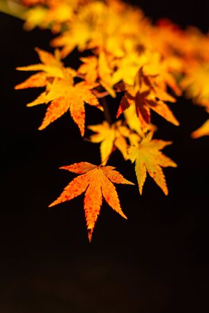 Autumn leaves glowing beautifully under the lightsの写真素材