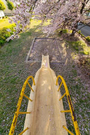 Sliding down the slide under the cherry blossomsの写真素材